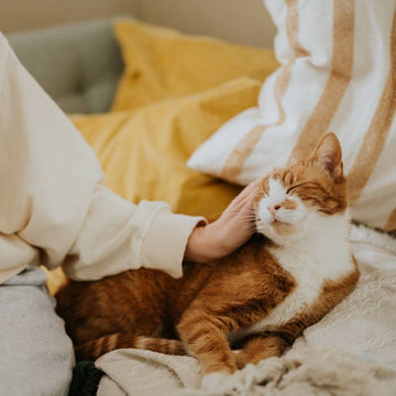 Cat Allergy Supplements: Natural Relief for Sneezing, Itching & Skin Issues